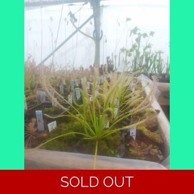 Drosera capensis 'ALBA'